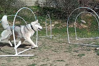 Canine Hoopers — A new sport taking the dog world by storm.