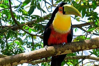 The Toucan as a Pet