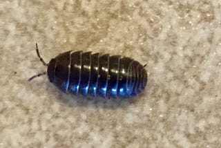 Pillbug Parenting