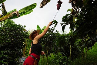 Why I Started Incorporating Banana Flower Tea into My Diet