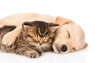 Do Dogs and Cats Really Hate Each Other?