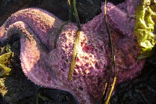 a purple starfish dappled with sunlight and strewn with seaweed.
