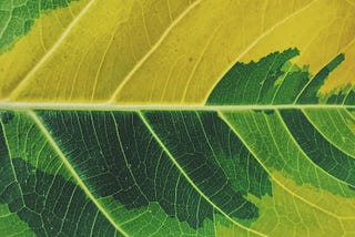 Jamaica: Biodiversity Study — ART + NATURAL SCIENCE