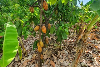Growing Tanzania’s Cocoa Sector