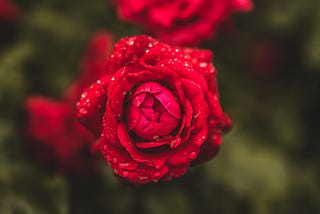 Roses,