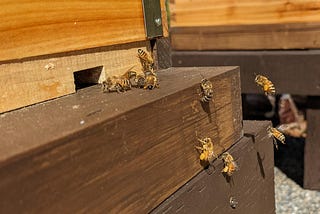Landing board of a beehive, about a dozen bees, some arriving, some leaving. Some arriving have bright yellow pollen packets on their rear legs.