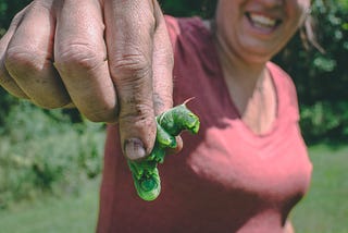 Pest Prevention: The Ultimate Companion Planting Guide Part 1