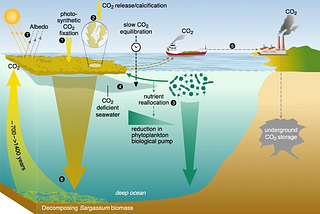 Figure 4. from Bach et al. 2021 shows a summary of feedback occurring alongside CO2 removal by the seaweed.