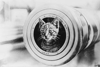 A Brief History Of Ship’s Cats