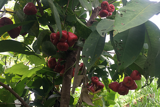 Fruits, from the natural farm