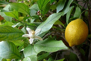 A picture of a white lemon flower and ripe yellow lemon on the tree, against a background of green leaves. (From Wikimedia commons, by Elena Chochkova, shared under a CC-BY-4.0 license.)