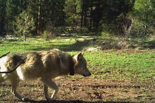 Wolf recommended reading list