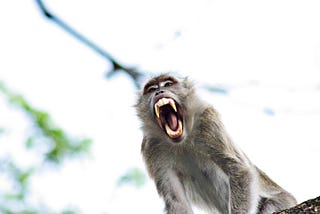 monkey screaming