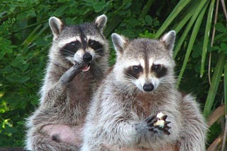 Two raccoons, one holding a paw to its face, the other grasping something white.