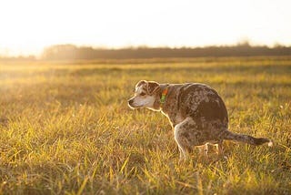How-to-get-my-dog-to-poop-outside.