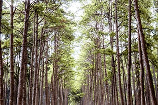 International Day of Forests: Protecting and Restoring Longleaf Pines Through Partnership