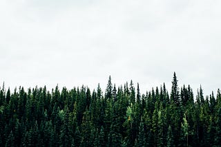 What are Isolation Forests?