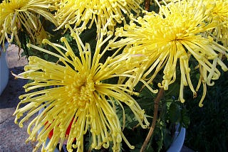 Spider Chrysanthemum