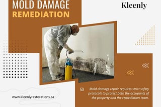 Mold Damage Remediation