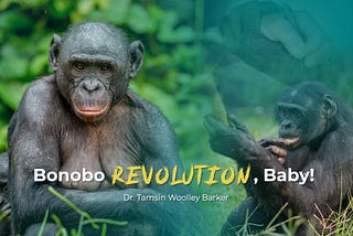 Bonobo Revolution, Baby!