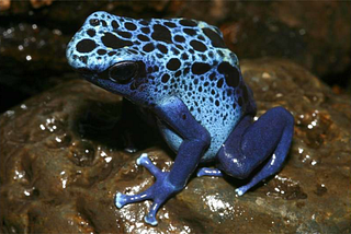 Step-By-Step Evolution Of A Chemical Weapons System By Poison Frogs