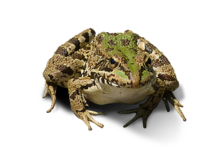 Basho’s frog is waiting
