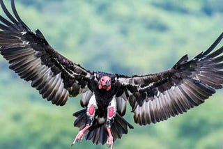 Death Notice for Two Crow