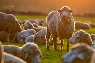 Flock of sheep at sunset with one staring into the distance.