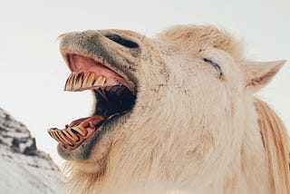 Mountain goat bleats.