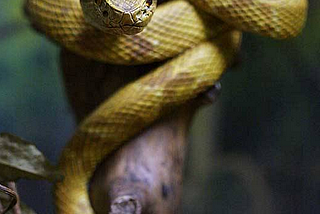 SNAKE ISLAND