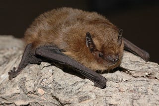 How Do Migrating Bats Get Their Bearings?