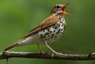 The Silent Spring: demise of songbirds is changing our experience of nature