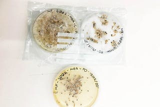 Can we imagine to use mycelium to change an eco-unfriendly production processes ?