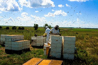 Lee S. Rosen Miami — Beekeeping