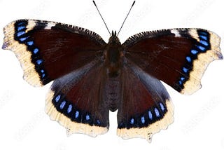 The Mourning Cloak Black Butterfly