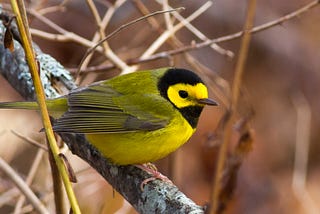 Migratory Songbirds’ Balancing Act Between Foraging And Longevity