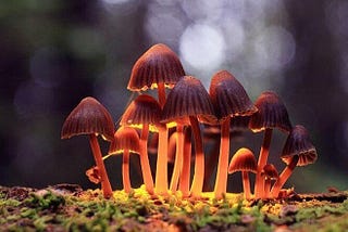 Neuroscience of Magic Mushrooms — Part I