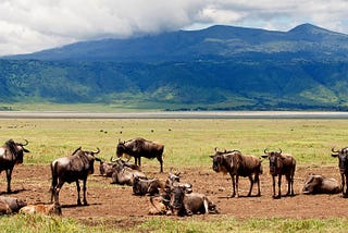 5 Days Ngorongoro & Serengeti Classic Safari in Tanzania’s Wild Heart.