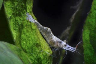 AMANO SHRIMP VS GHOST SHRIMP