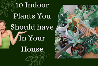 10 Fantastic Plants You Need Inside Your House