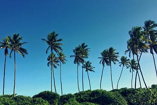 Coconut Coir: The sustainable alternative?