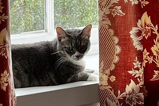 A cat sitting in a window sill.