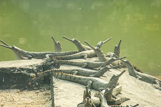 Wildlife Magic: Nepal’s Living Treasures