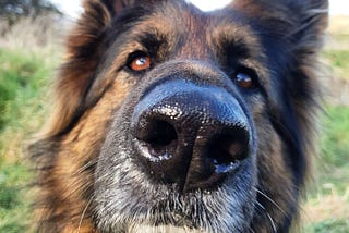 German Shepherd looking at the camera.