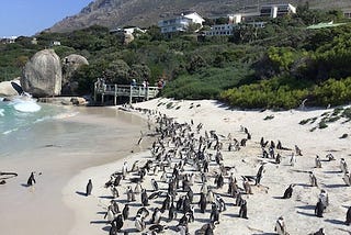 Ruby Programming and Penguins