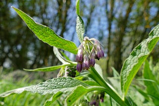 A scrap of Comfrey