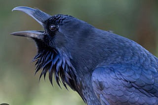 Ravenous War
