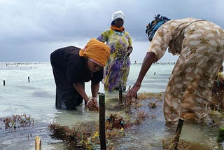 The crop that put women on top in Zanzibar