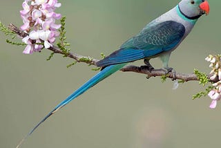 On Birds