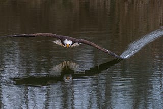 An eagle touches the water, as it closely passes over, with the tip of a wing.